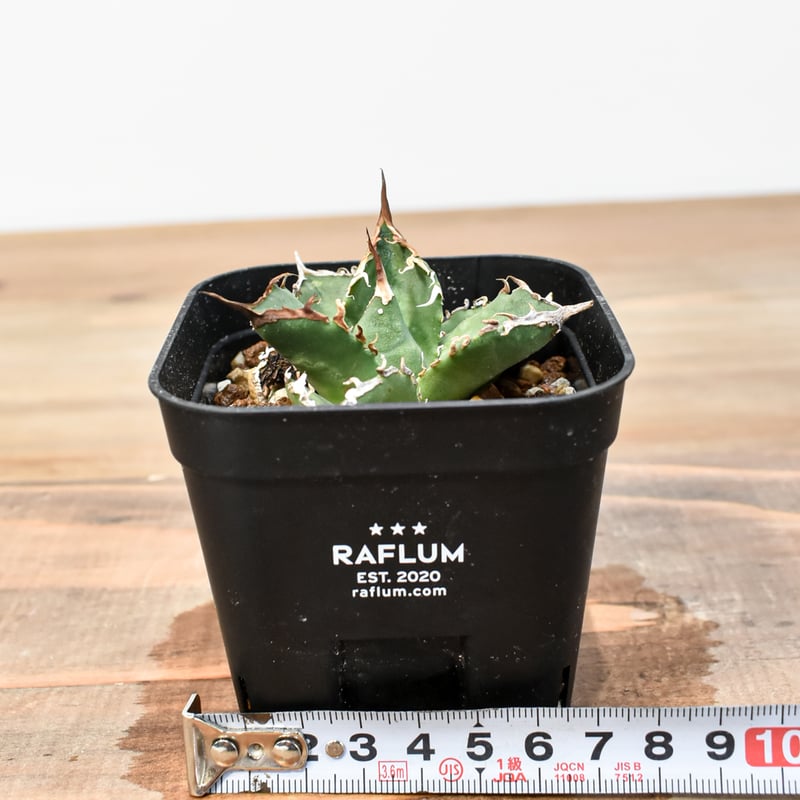 アガベ レア 台湾の星 フォルモサ スター 発根済み イシスメンシス