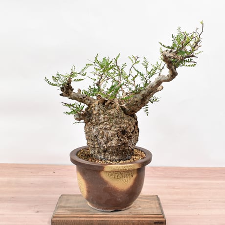 オペルクリカリア パキプス 　RFHK-191