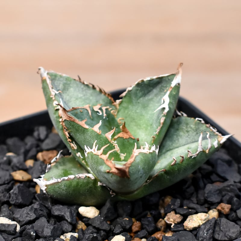 アガベ チタノタ Shi-hao 