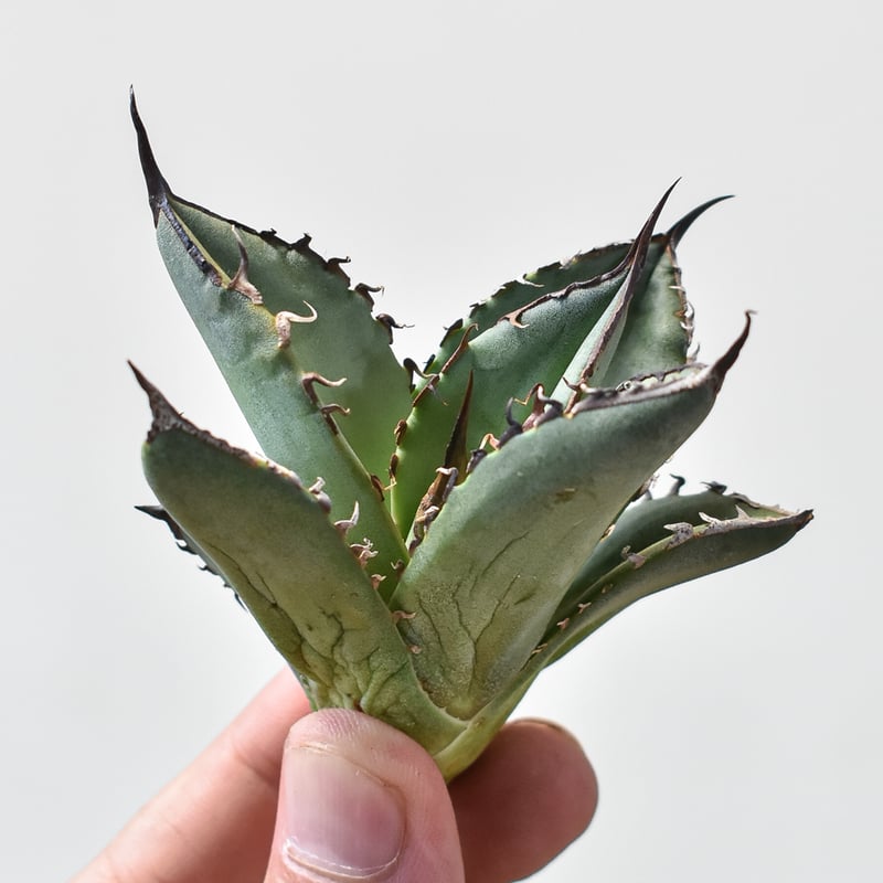 アガベ チタノタ スペード 