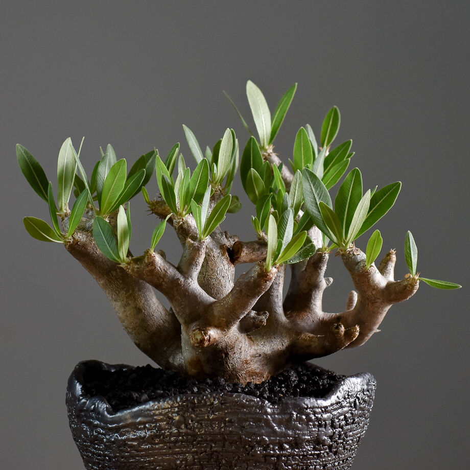 ブレピカリックス 大きめ 現地球 pachypodium brevicalyx 《XL size》※現地球株発根済※bigサイズ