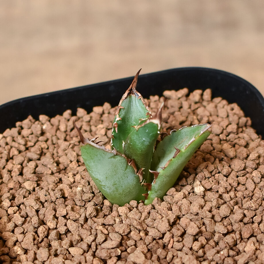 648853495d5206002bb6d80e