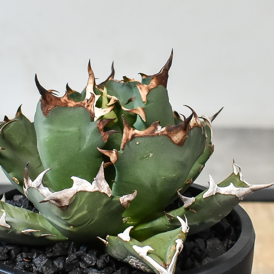 アガベ チタノタ ドワーフ 