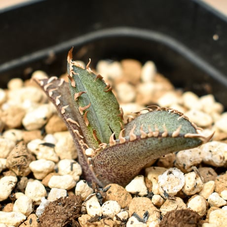 【RAFLUM育成株 5個セット】アガベ Mexico oteroi seeding / オテロイ実生 メキシコ産  【RAFLUM産/実生/子株】A3