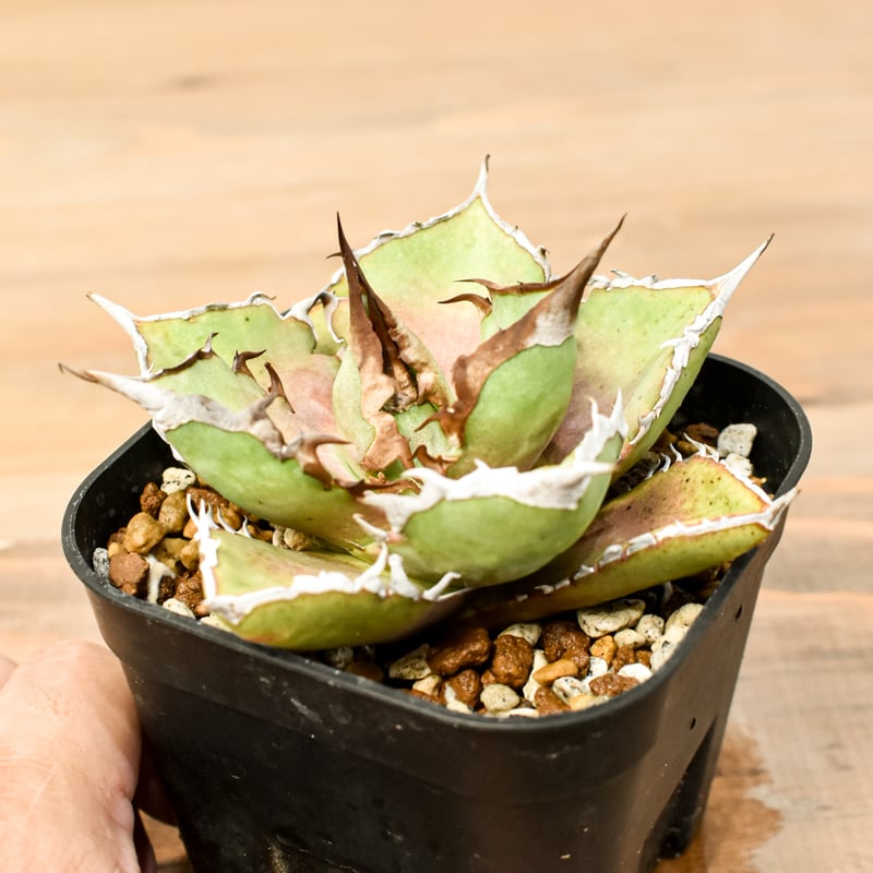 アガベチタノタ　シャークソード アガベ チタノタ シャークソード 