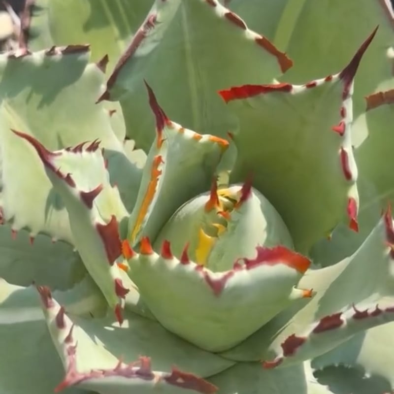 アガベ ハイブリット 