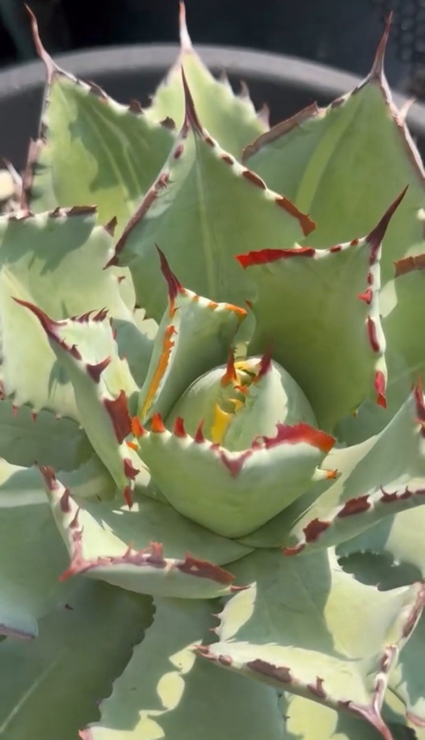 アガベ ハイブリット 