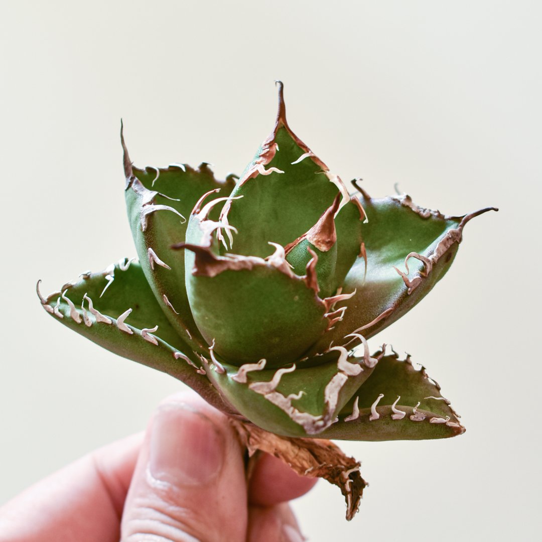 アガベ　チタノタ　金剛狼 アガベ チタノタ ウルヴァリン / 金剛狼 【台湾 dragon agave産/子株