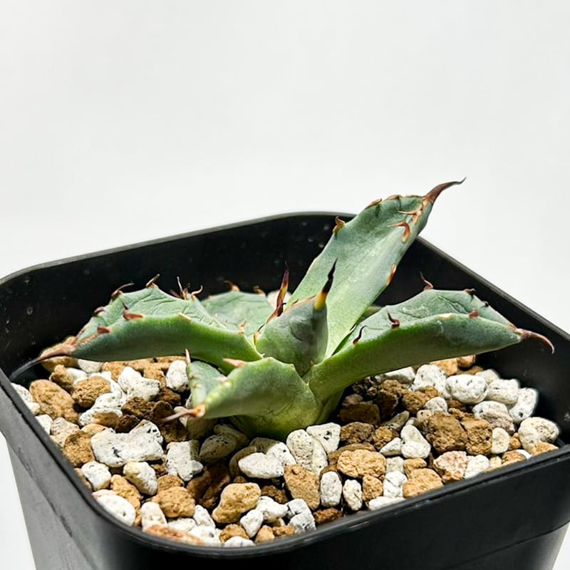 妖炎×黒帝斬　エボリスピナ×ハデス　子株　ハイブリッド　専用 妖炎×黒帝斬 エボリスピナ × ハデス 子株 ハイブリッド 専用