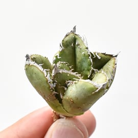 10/31(木)20:00】ブツブツ系の代名詞 麻花龍と、麻花のOC株をお手頃