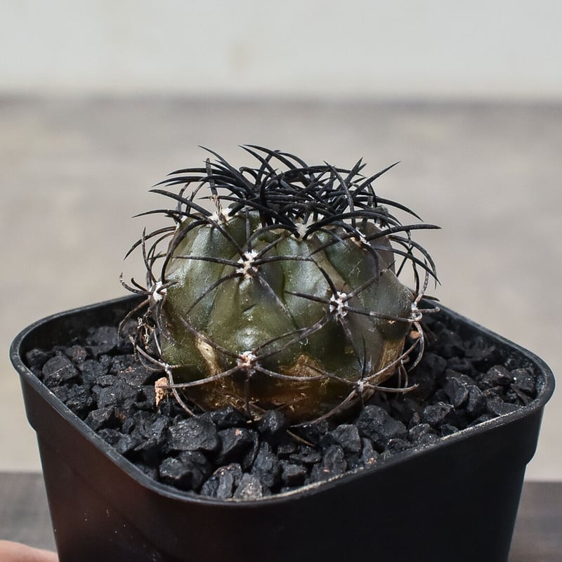中田スワンペン良コピアポアグリセオビオラセア Copiapoa griseoviolacea . コピアポアのグリセオビオラセアが