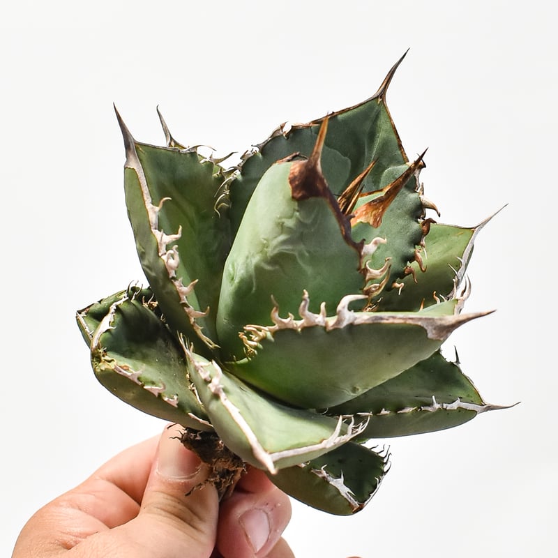 国内実生最高峰】アガベ オテロイ【OSPセレクト株 / 抜き苗 / 実生】44