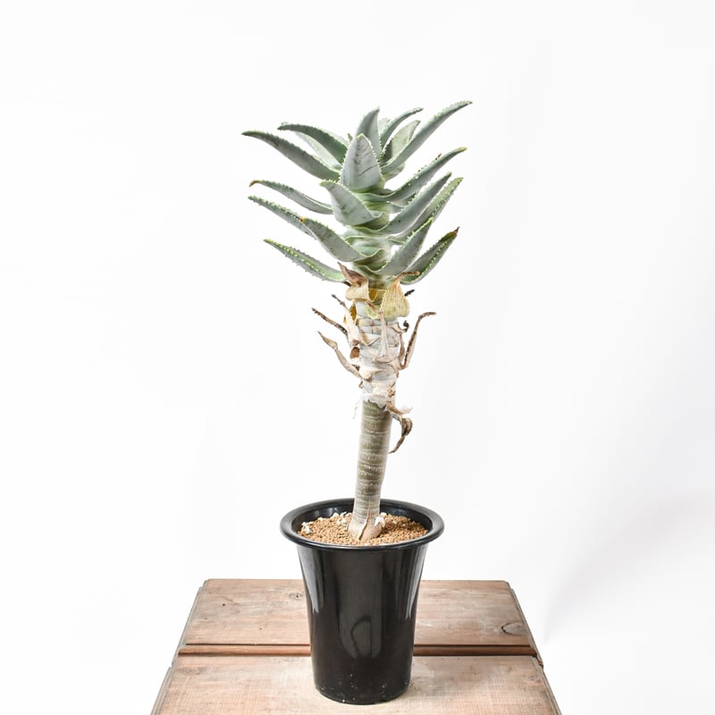種20粒 アロエ ピランシー 20粒 アロエ・ピランシー Aloe pillansii 種子