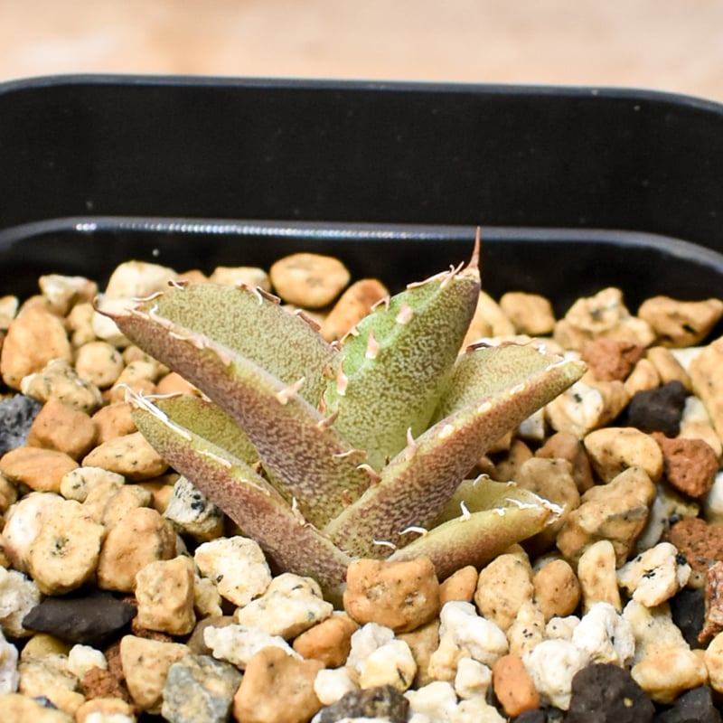 RAFLUM育成株 5個セット】アガベ Uriel oteroi seeding / ウリエ