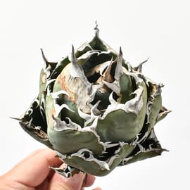 10/31(木)20:00】ブツブツ系の代名詞 麻花龍と、麻花のOC株をお手頃