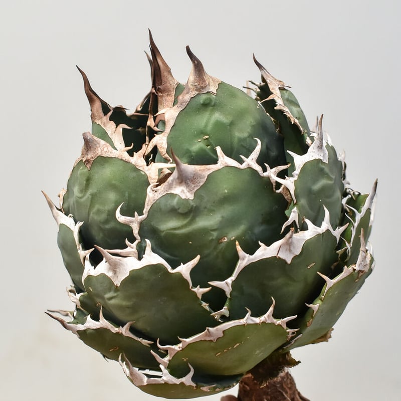 アガベ チタノタ ヨーロッパ 実生 Europe seedling / オテロイ Agave