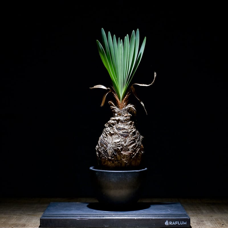 ブーファン　ディスティチャ　現地株　発根済 ブーファン ディスティチャ （発根済み）RF22468 | RAFLUM