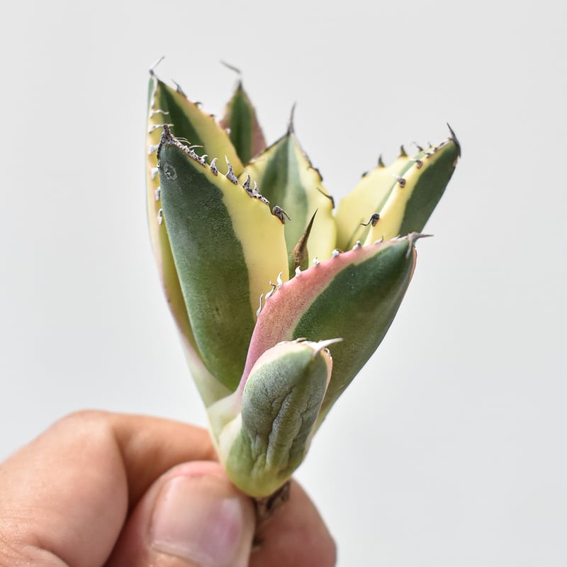 アガベ スナグルトゥース 暴牙 アガベ チタノタ スナグルトゥース 