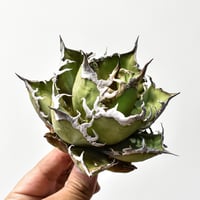 パキポディウム イノピナツム 【 現地球/発根済】B HK2402389(T