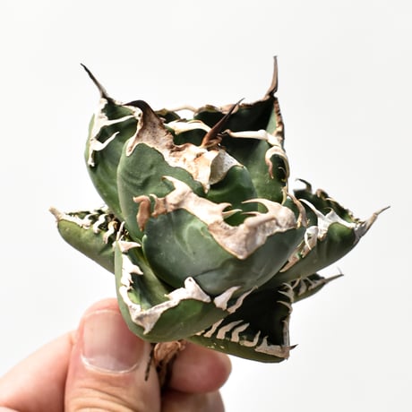 アガベ チタノタ 精品南アフリカダイヤモンド  "精品SAD" 【台湾 dragon agave産/中株/抜き苗】B RF25011910