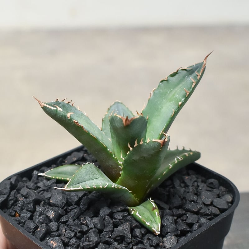 親株出品　アガベ　チタノタ　オテロイ　ホワイトファイアー　ヤンチェン産 agave titanota white fire/アガベ チタノタ ホワイトファイヤー【観葉
