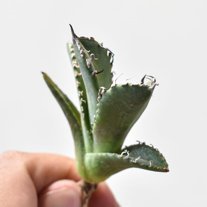 アガベ チタノタ 黒犀牛 超選抜　子株活着済み アガベ チタノタ 黒犀牛 超選抜 子株活着済み アガベ・チタノタ 黒犀牛