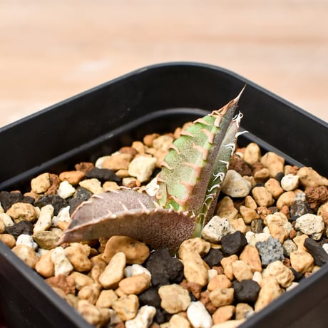 【RAFLUM育成株 5個セット】アガベ Mexico oteroi seeding / オテロイ実生 メキシコ産  【RAFLUM産/実生/子株】A