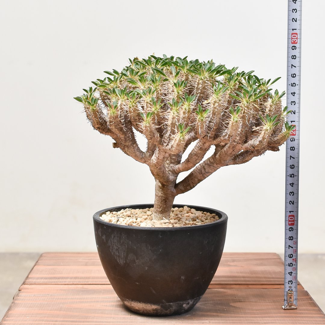 fit=scale-down,w=1200 