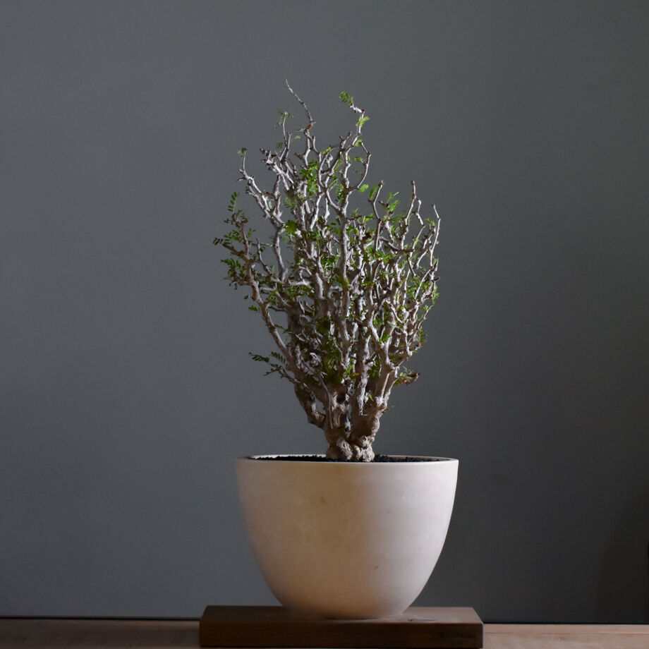 センナ　メリディオナリス　大株　カタチ製作所　クレーター　XL センナ メリディオナリス 現地株 発根済［No.32］ × 森田昌求 作