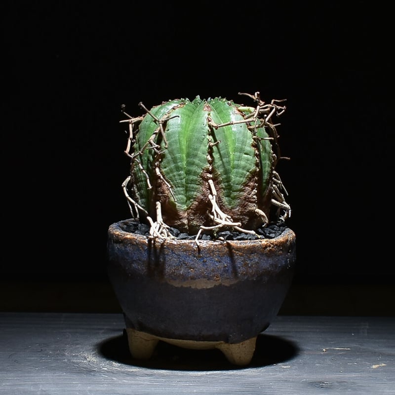 ユーフォルビア・バリダ 木質化 