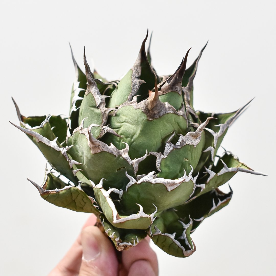 J*y様 F12000★オークション販売★ 巨大株 イラン産 アガベ チタノタ J*y様 F12000☆オークション販売☆ 巨大株 イラン産 アガベ