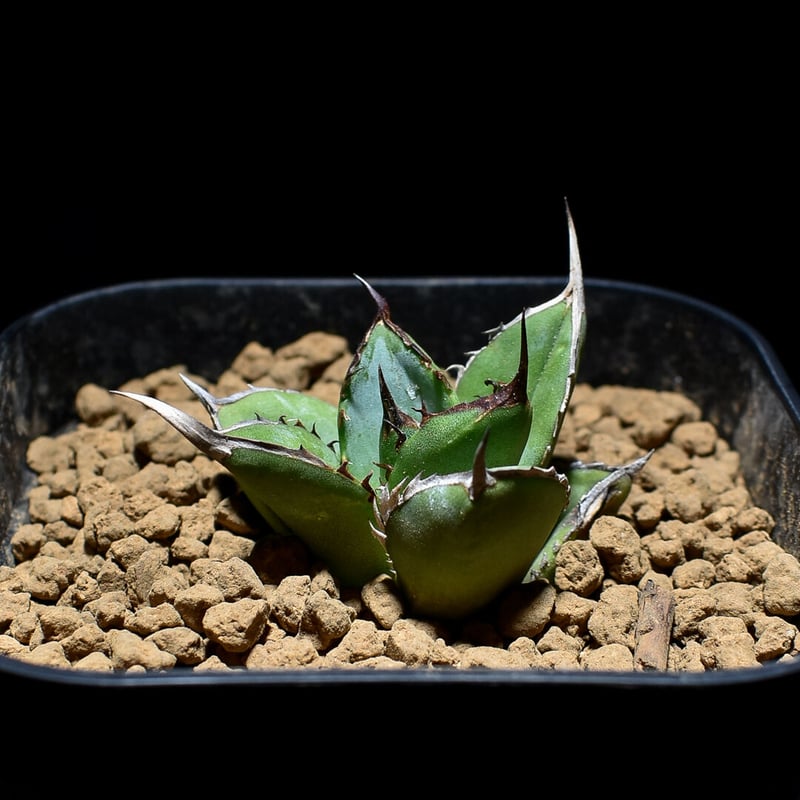 アガベ チタノタ ブラックドラゴン /虎鯨 活着株鉢ごと発送 【公式通販】