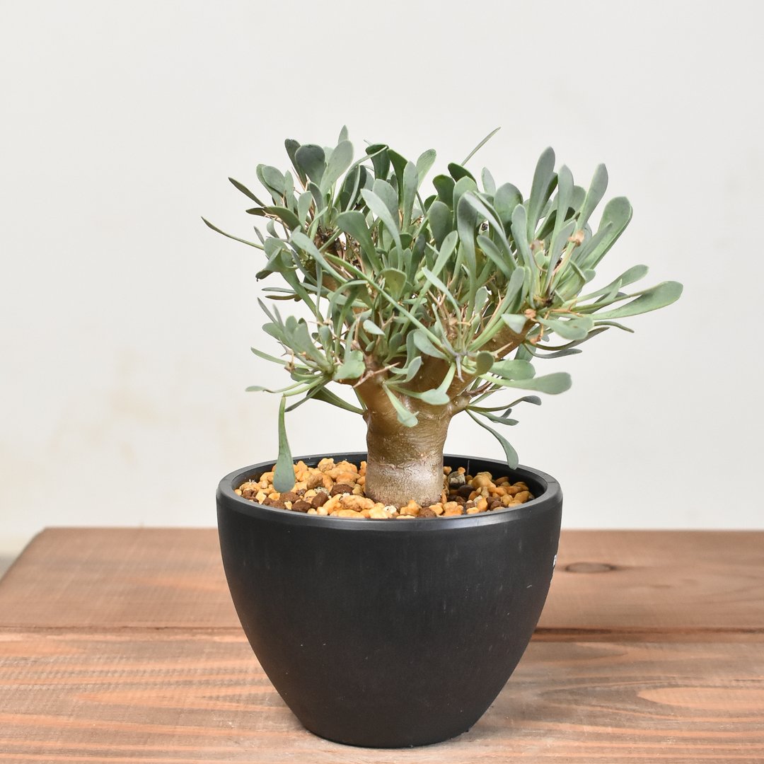 福田修平 Y鉢 yell green 植木鉢 良き表情👍✨✨✨ #陶芸#陶器#塊根