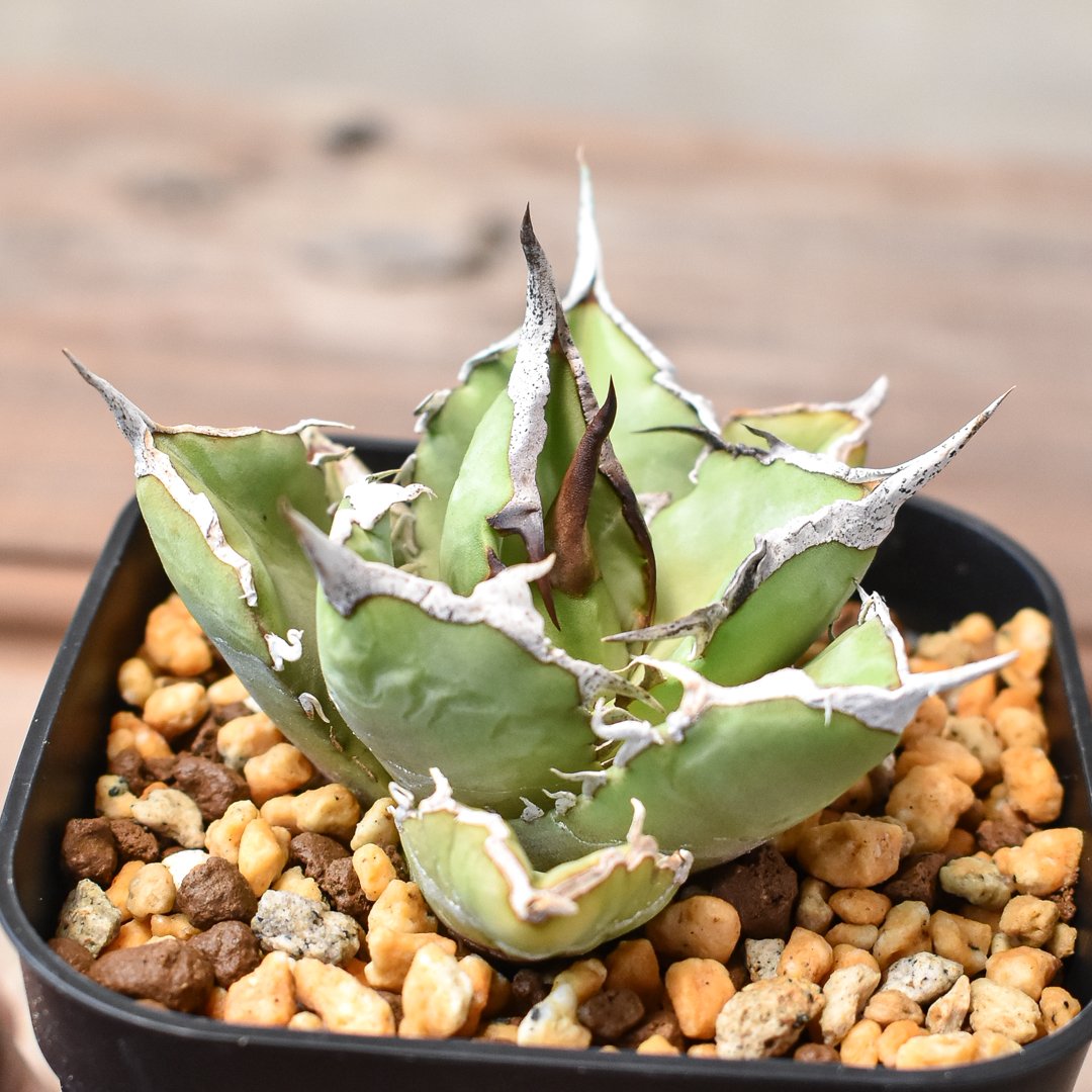 アガベ チタノタ 