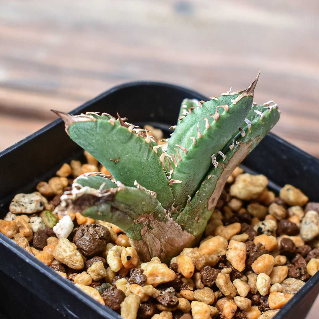 アガベ チタノタ 