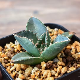 6月1日(土)20:00~】台湾dragon agaveが育成しナンバリングした