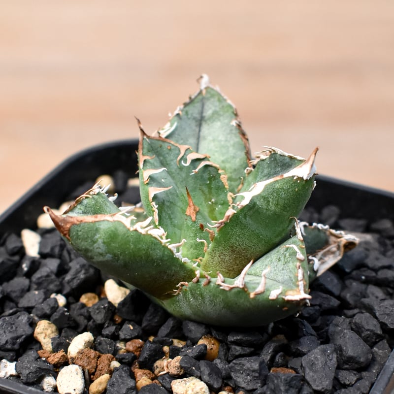 アガベ チタノタ Shi-hao 