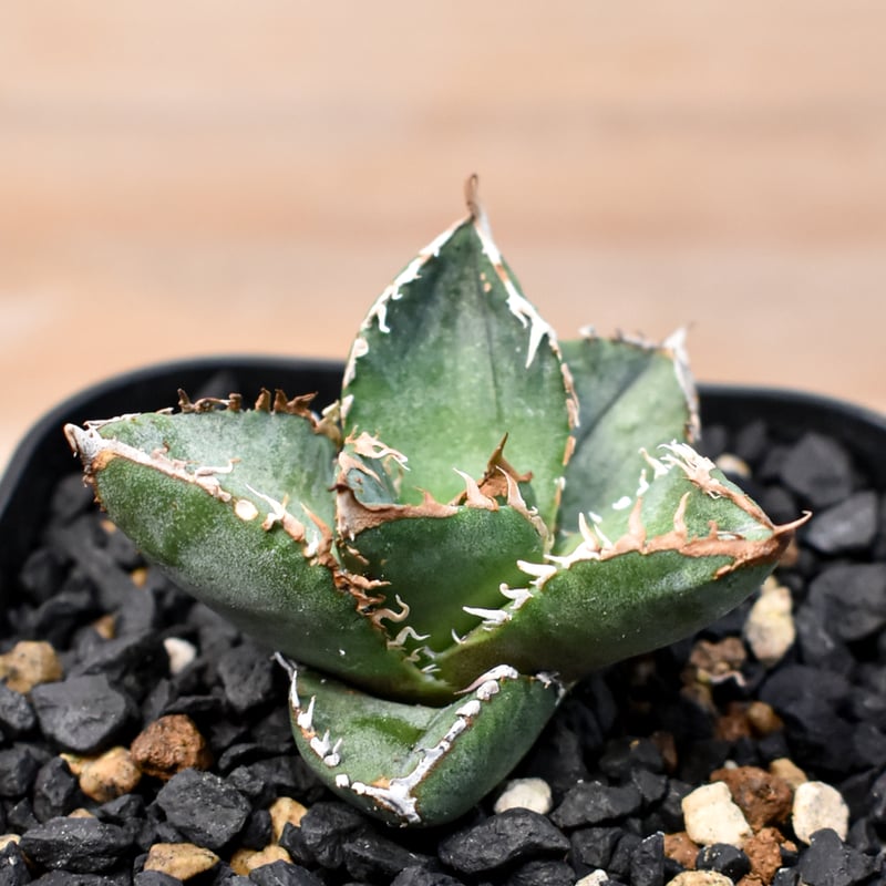 アガベ チタノタ Shi-hao 