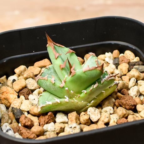 【RAFLUM育成株 5個セット】アガベ Uriel oteroi seeding / ウリエル実生  【RAFLUM産/実生/子株】F