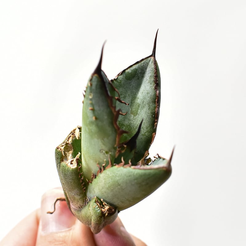 アガベ オテロイ 