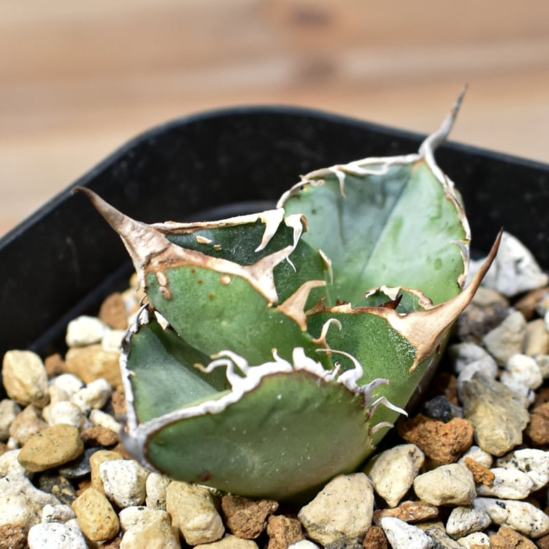 アガベ チタノタ　Agave 台湾　ノーネーム　子株 アガベ・チタノタ（ノーネーム）003｜agave titanota No Name