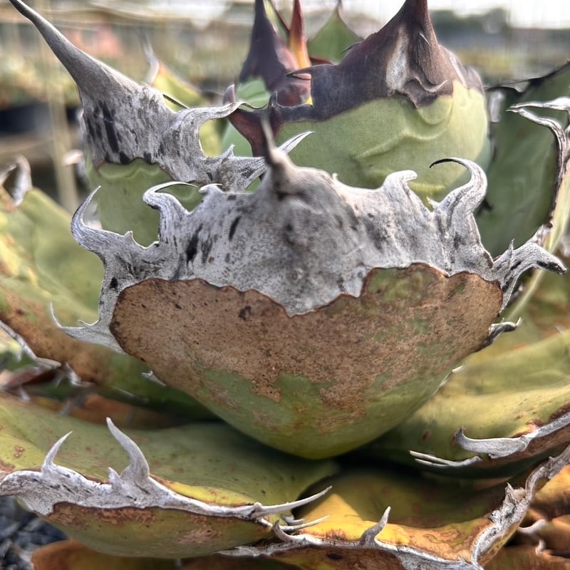 アガベ チタノタ 歐若拉 / 