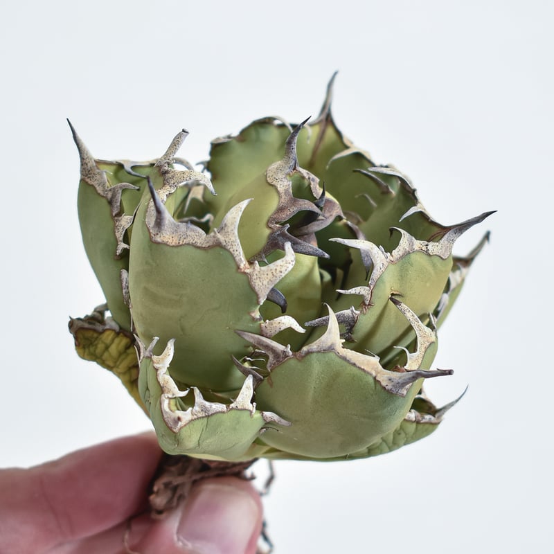 アガベ　チタノタ 黒鯨 抜き苗発送 アガベ チタノタ 黒鯨 抜き苗発送 【公式通販】