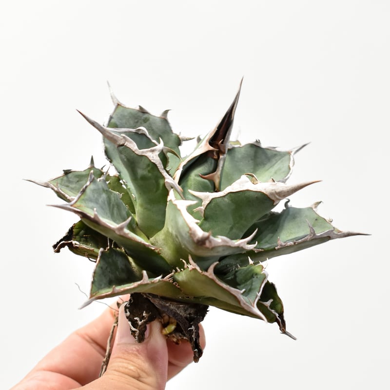 アガベ チタノタ オテロイ 実生 選抜 web限定アイテム オテロイ