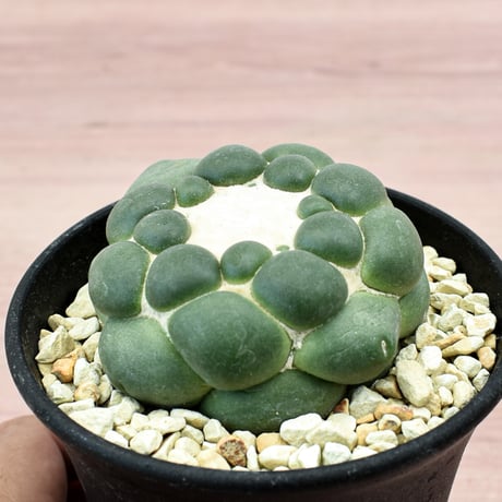 コリファンタ 刺無象牙丸 【カキ仔】RFHK-300