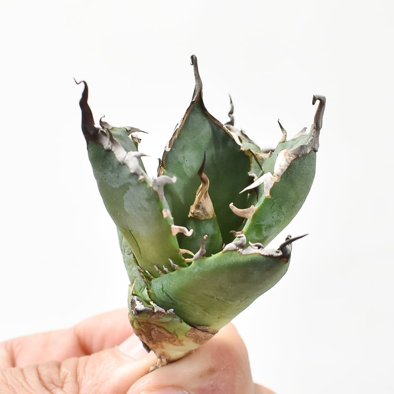 アガベ 親株出品 ドラゴンアガベ 黒犀牛 鉢ごと発送 極上血統 大株 アガベ 親株出品 ドラゴンアガベ 黒犀牛 鉢ごと発送 極上血統 大株