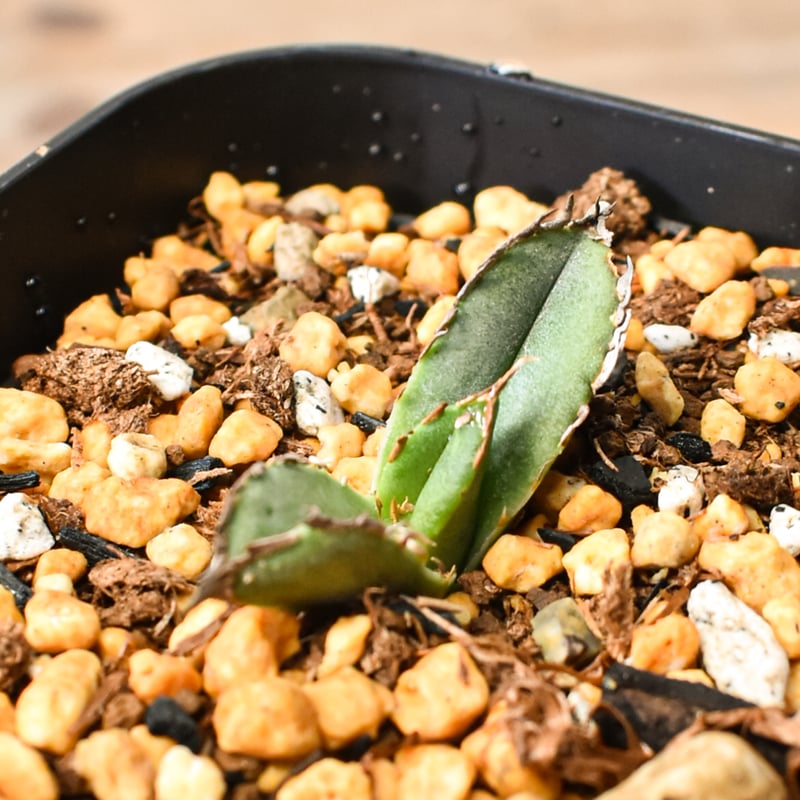 アガベ チタノタ 