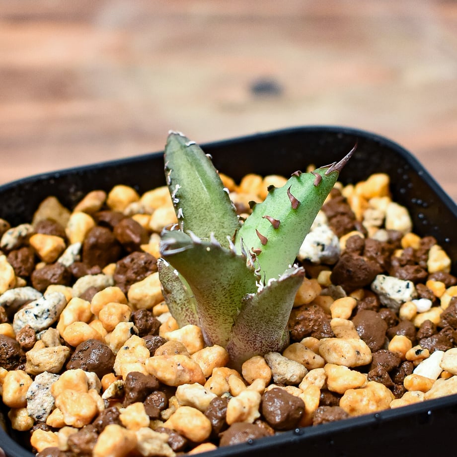 66357f67dbaefd4a9af62904