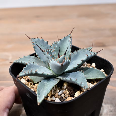 アガベ ハイブリット 日系イシスメンシス×象牙妖炎（陽炎エボリ）【台湾botanical_seeker産】RF25011410