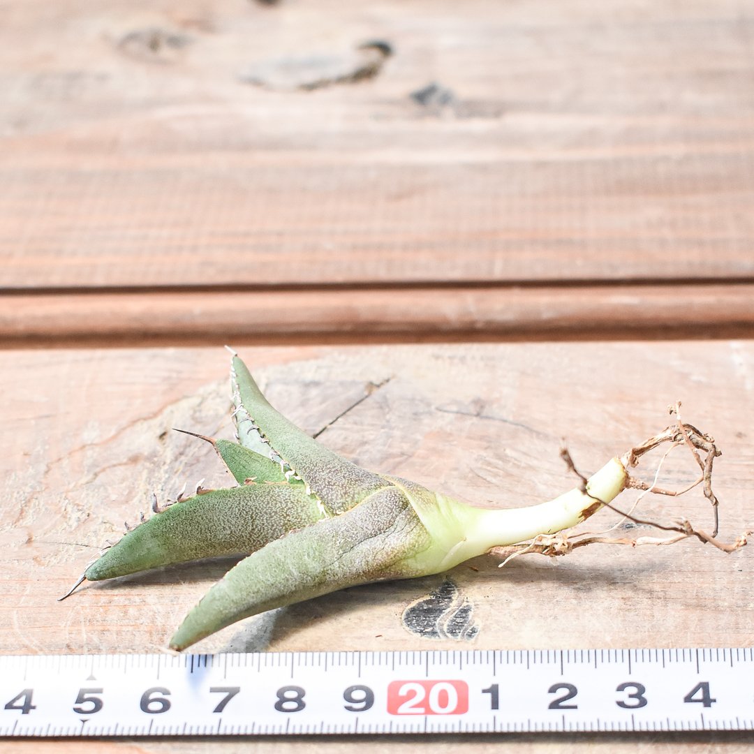 アガベ チタノタ 